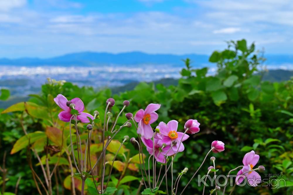 秋明菊　善峯寺＃２