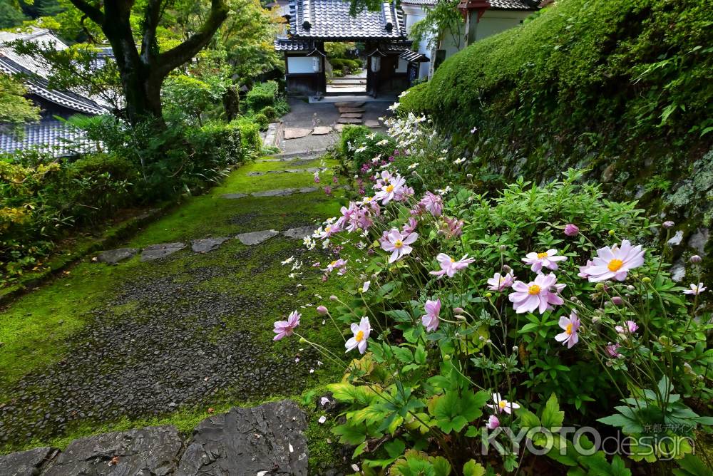 秋明菊　善峯寺＃７