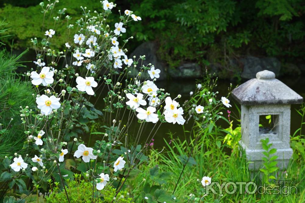 秋明菊　善峯寺＃１２