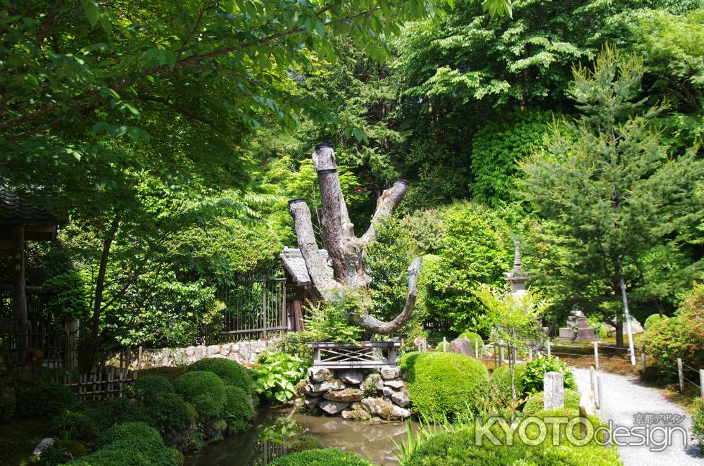 寂光院の千年姫小松