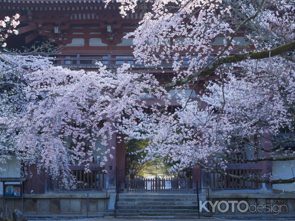 醍醐寺桜