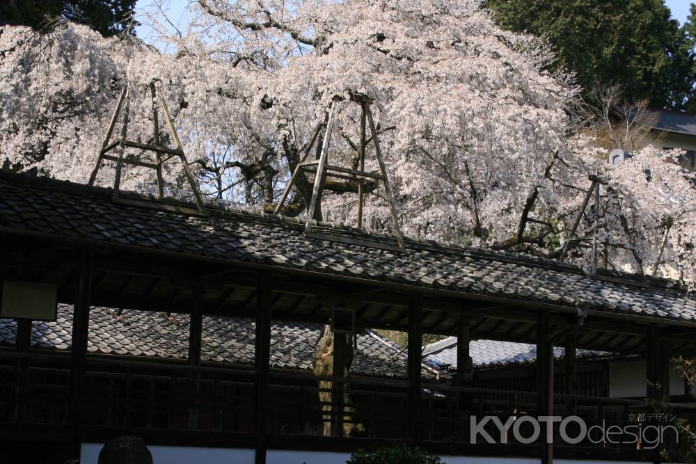 十輪寺の桜