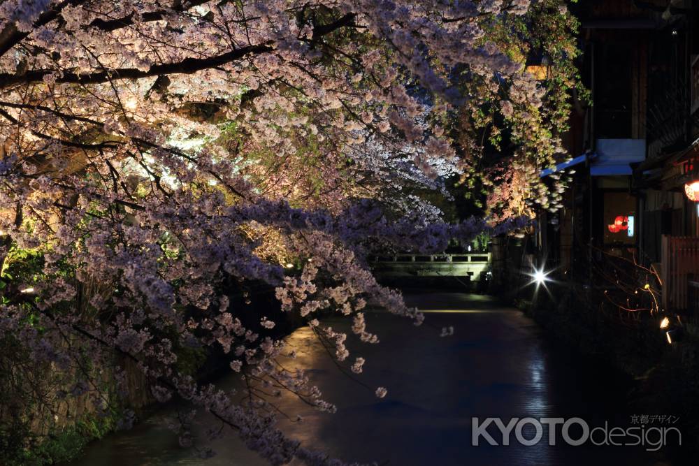 白川の夜桜