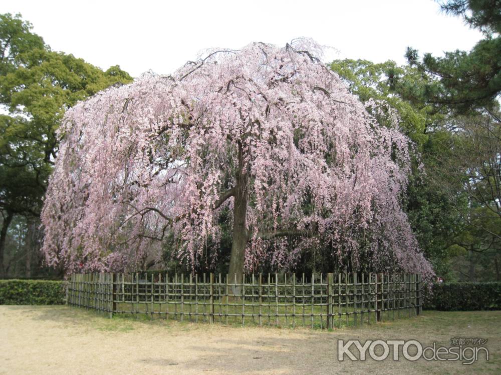 京都御苑　出水の桜