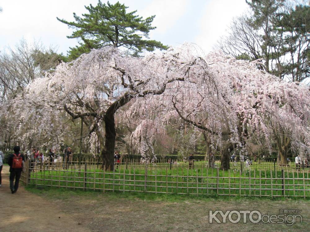 近衛邸跡　見事なしだれ桜