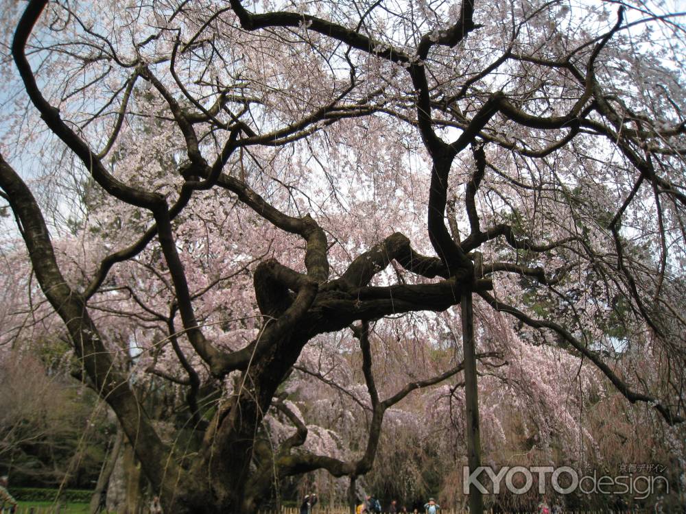 しだれ桜の枝ぶり
