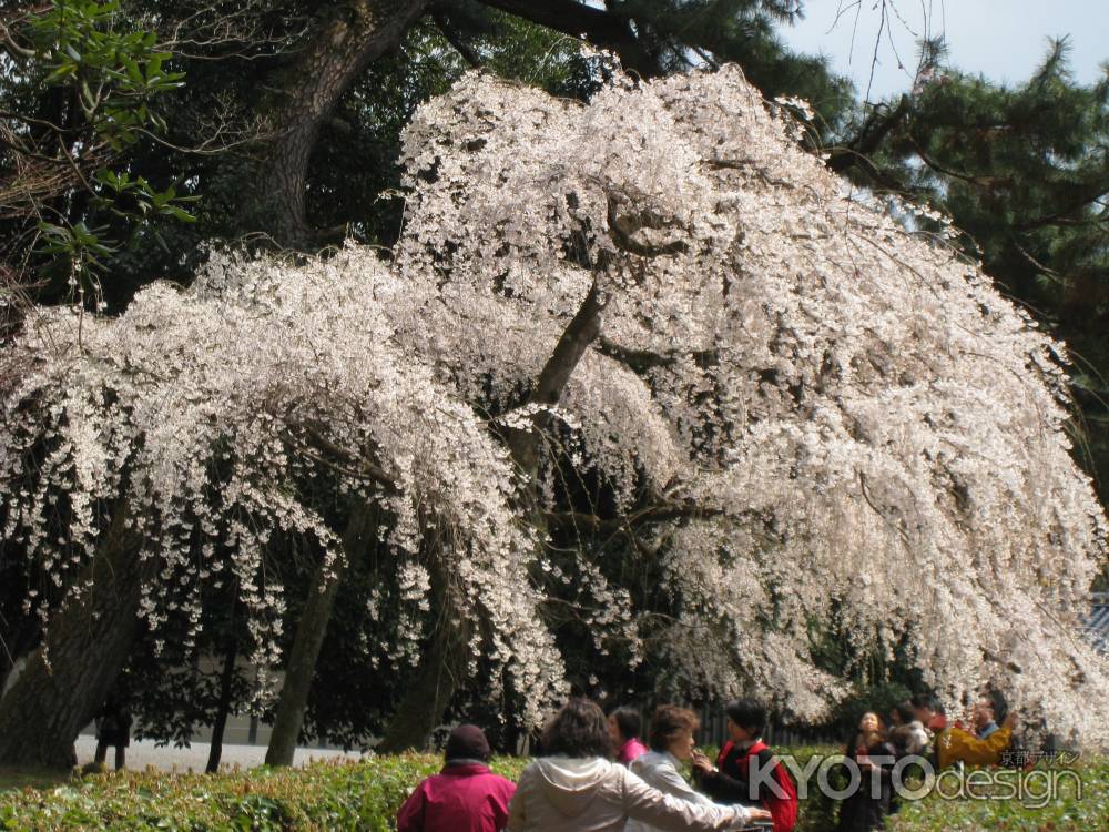 道まで垂れる桜の花