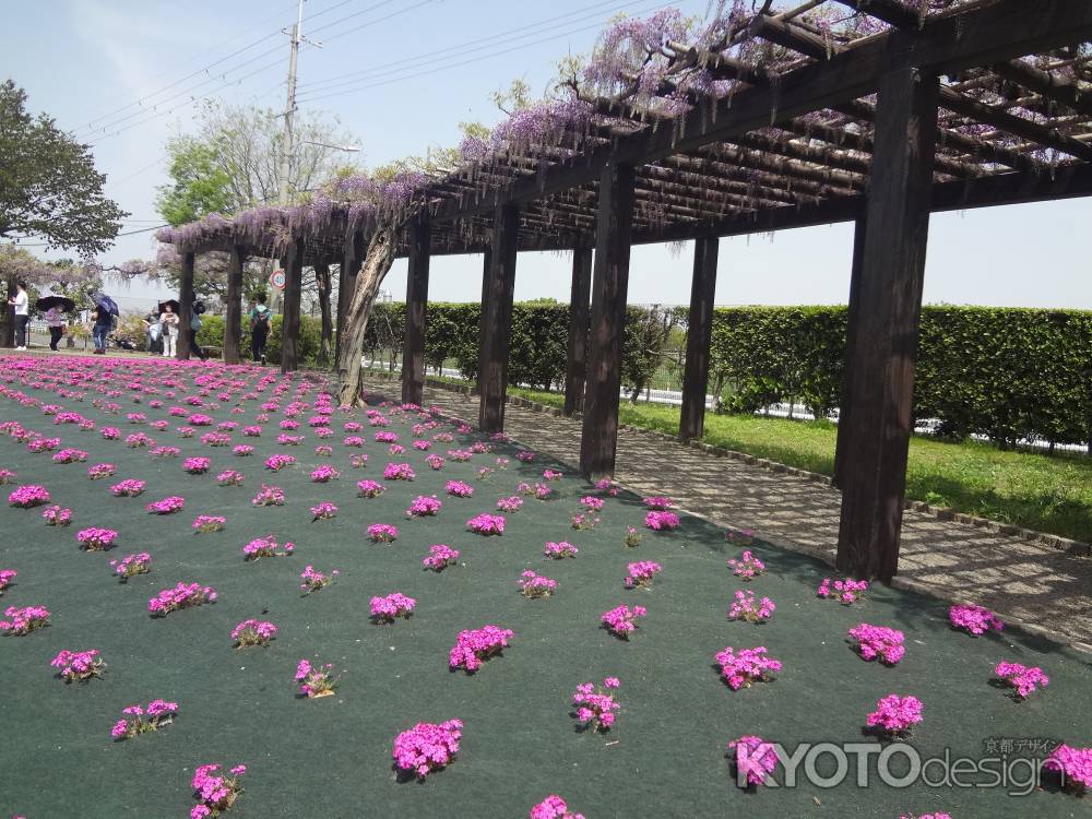 芝桜と藤のコラボ