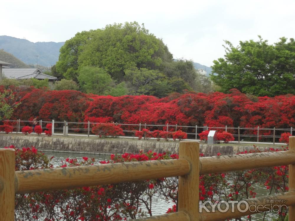 長岡天満宮 きりしまつつじ