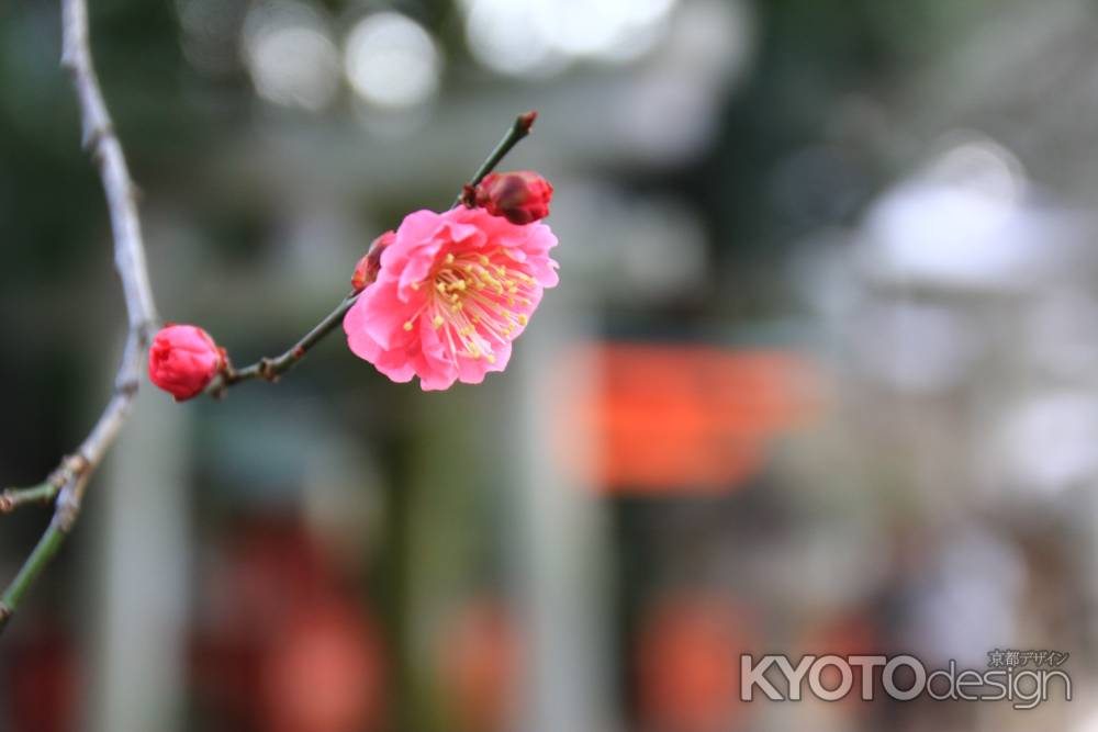 北野天満宮の紅梅