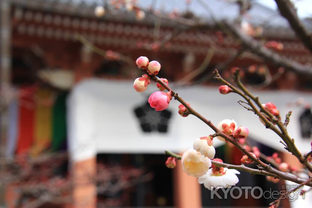 智積院の可愛い梅