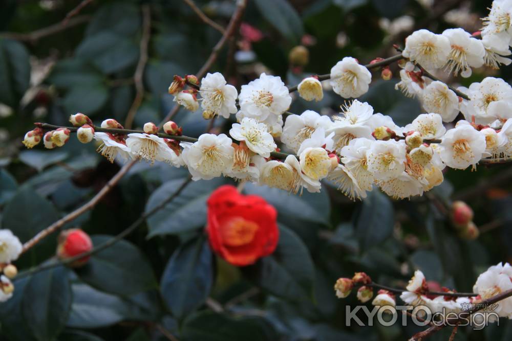 春の足音北野天満宮