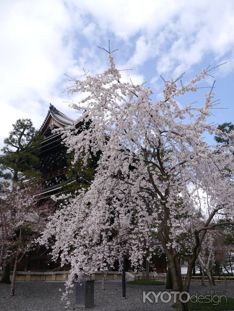 金戒光明寺の春