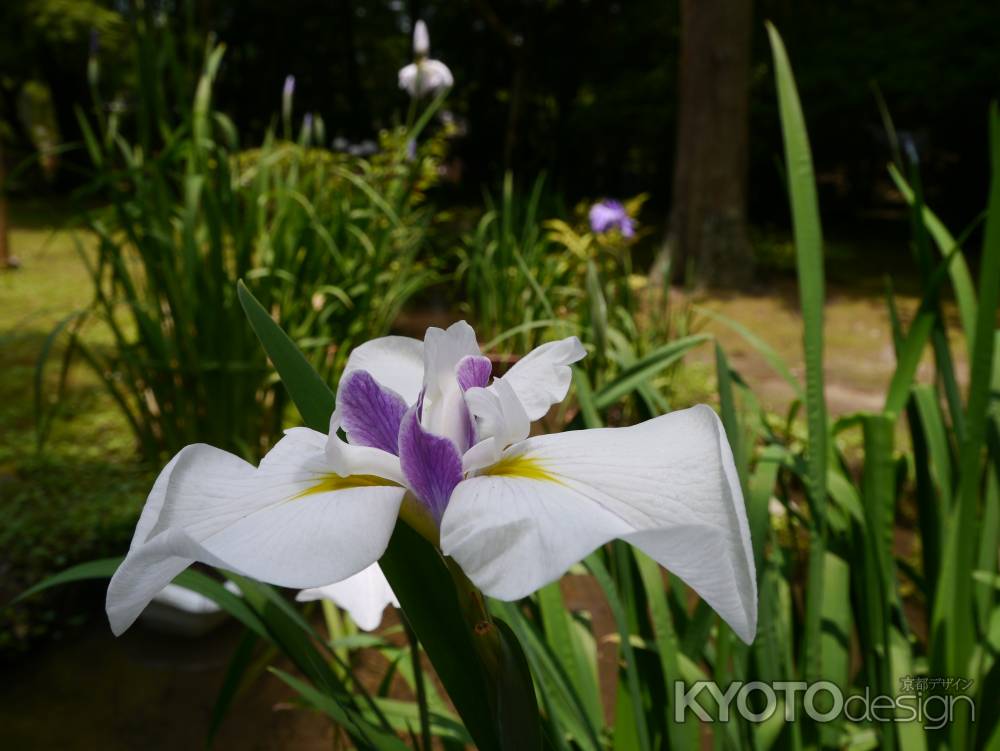 上賀茂神社の花菖蒲