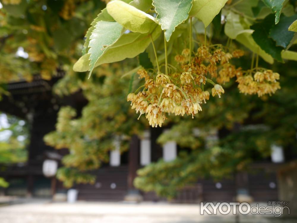 歴史の香り菩提樹の花