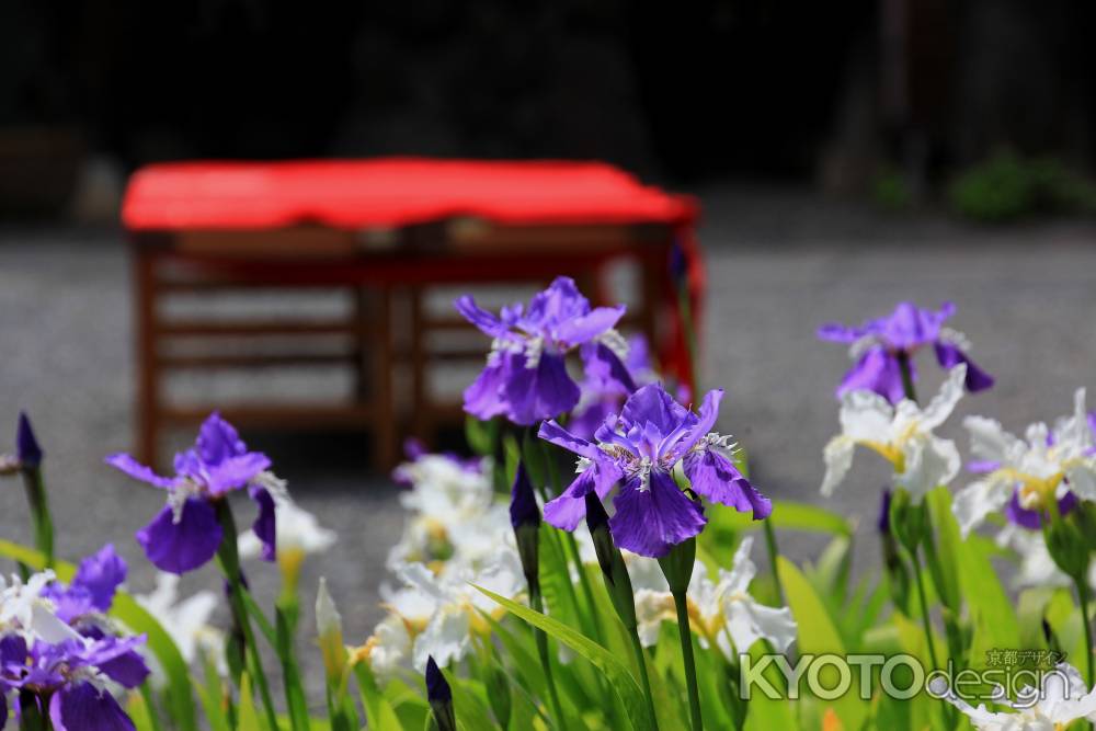 得浄明院の「一初」