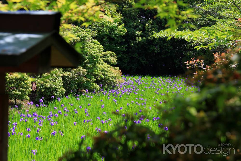 大田神社の「杜若」（カキツバタ）