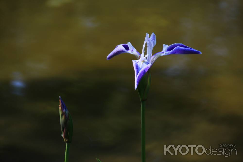 平安神宮の折鶴（杜若）