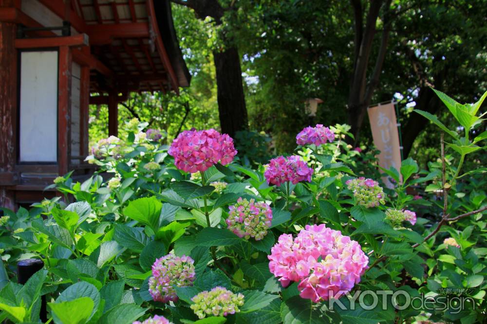 藤森神社の紫陽花