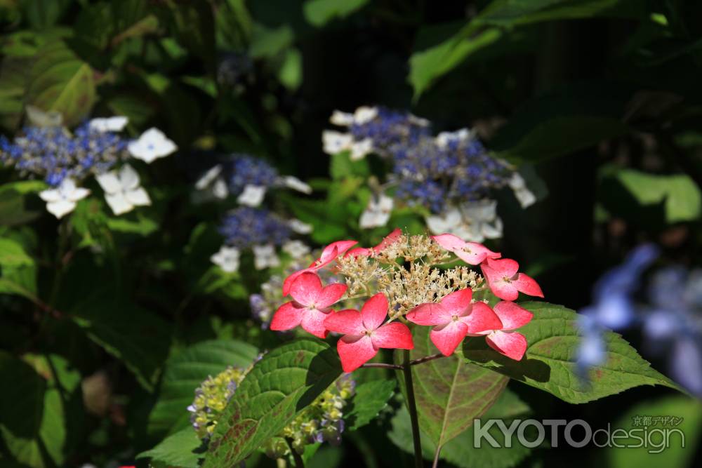 藤森神社の紫陽花
