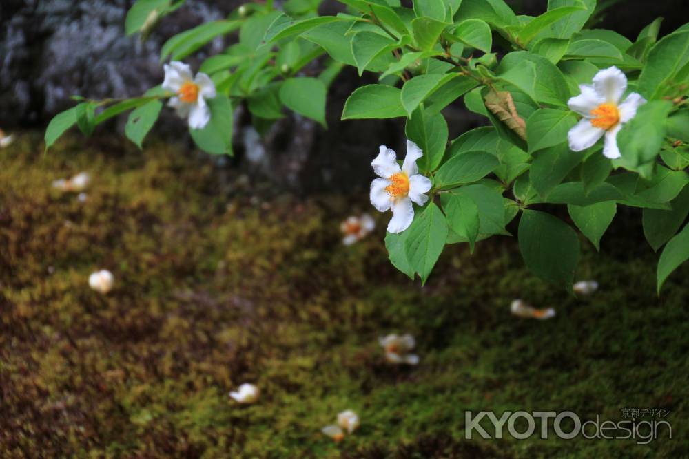 沙羅の花 東林院