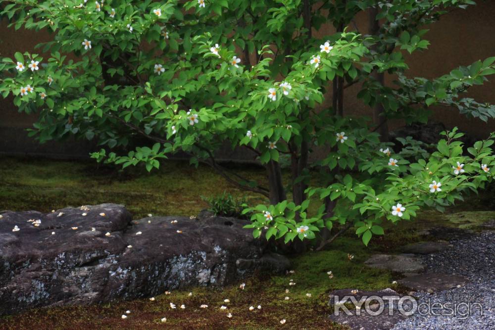 沙羅の花 東林院