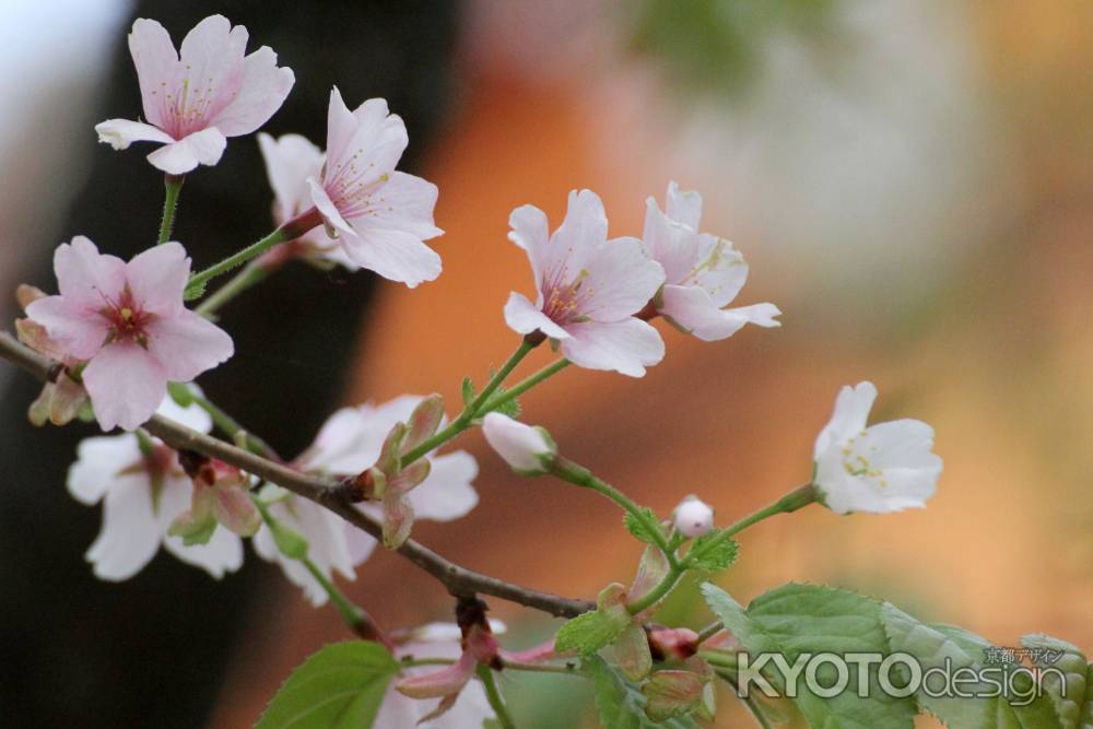 120年目の新発見