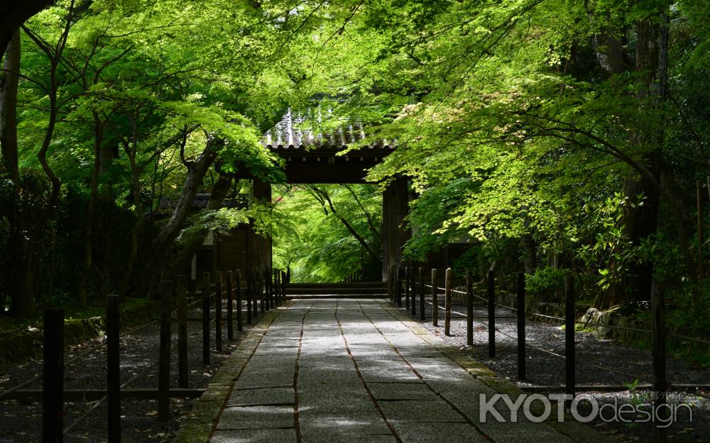 長岡　光明寺　初夏の青もみじのトンネル