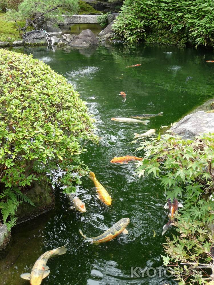 祇園甲部歌舞練場庭園　2013.7 