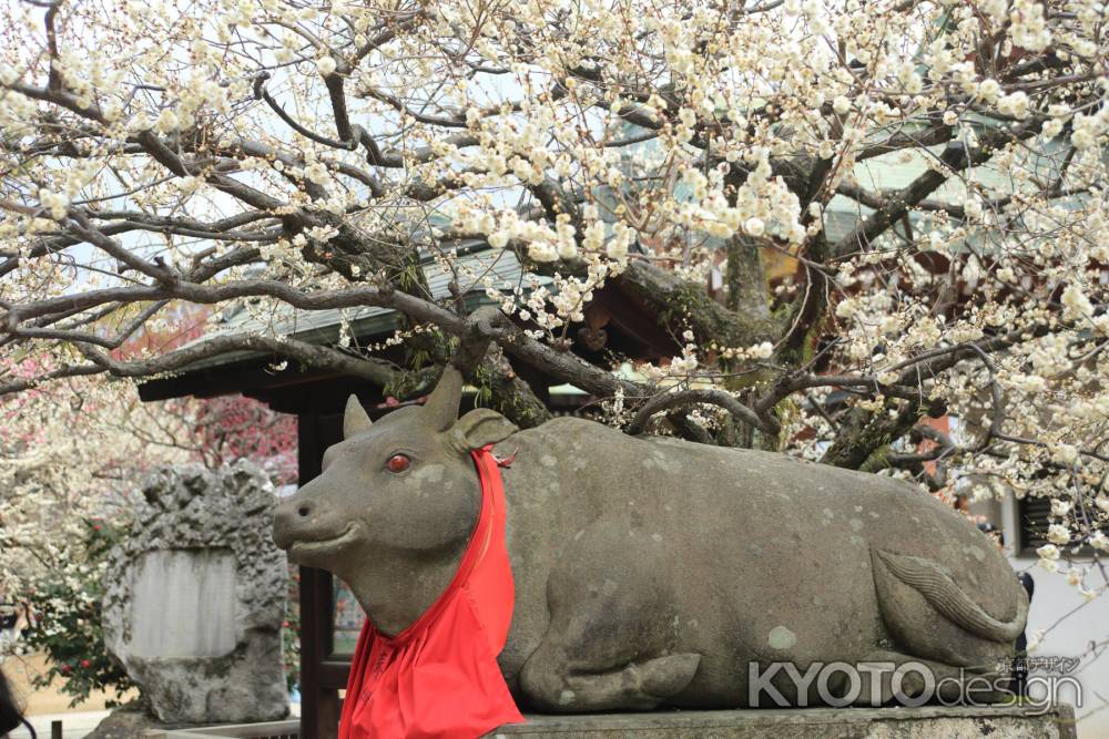 北野天満宮　梅