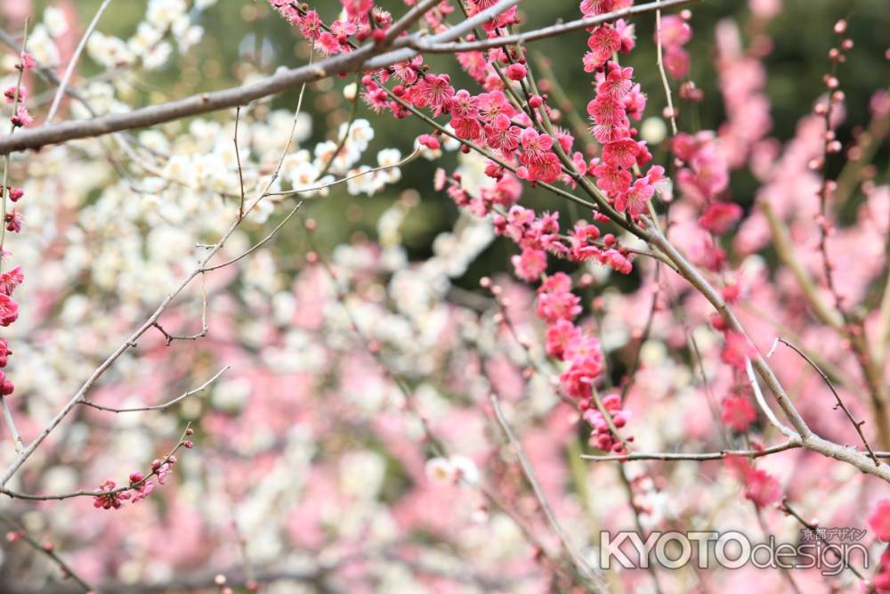 北野天満宮　梅苑　グラデーション