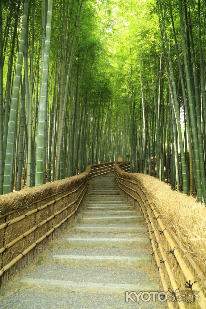 化野念仏寺　竹林