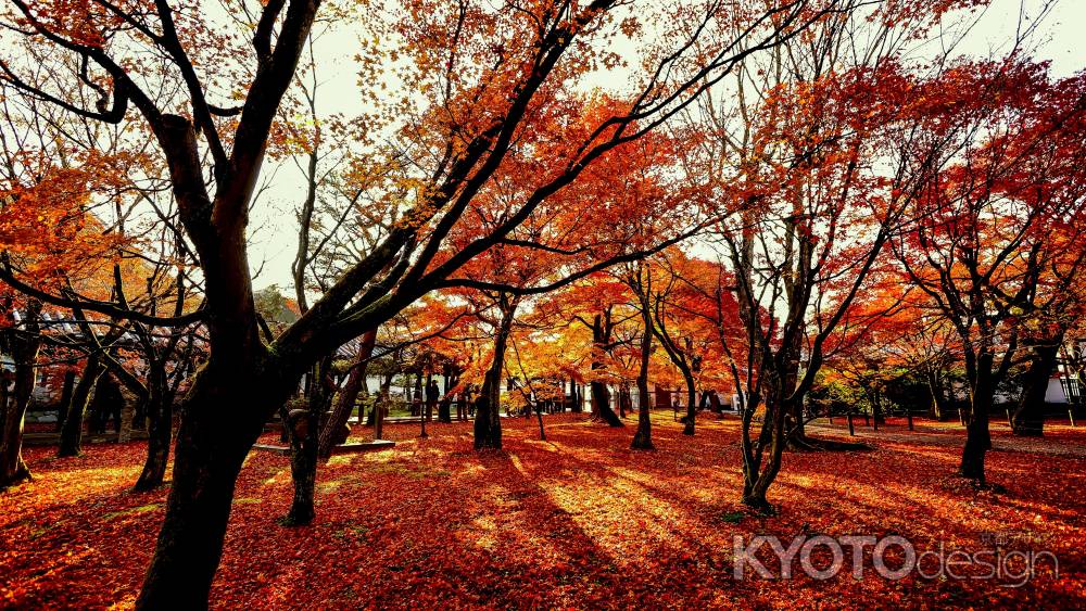 紅葉散歩：東福寺3