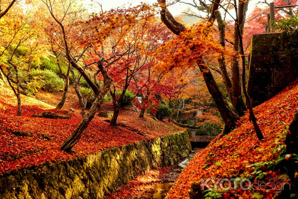 紅葉散歩：東福寺5