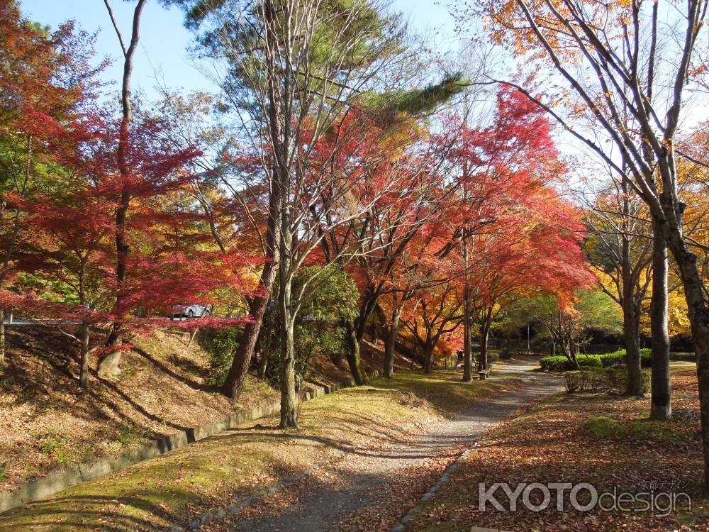 宝が池公園の秋