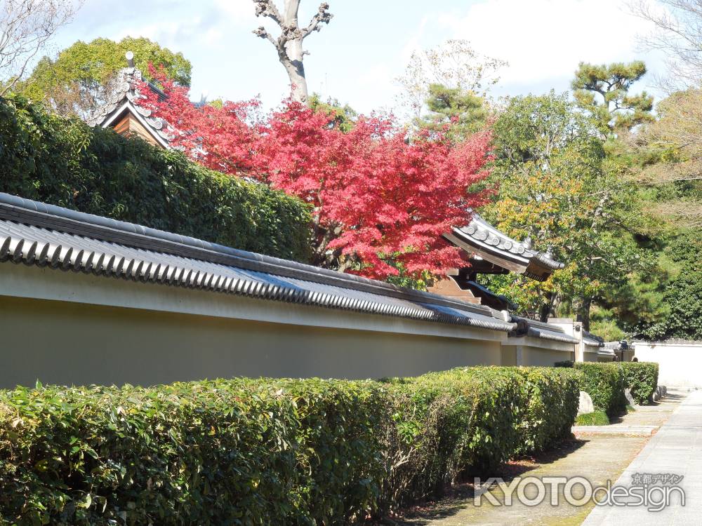 建仁寺のもみじ