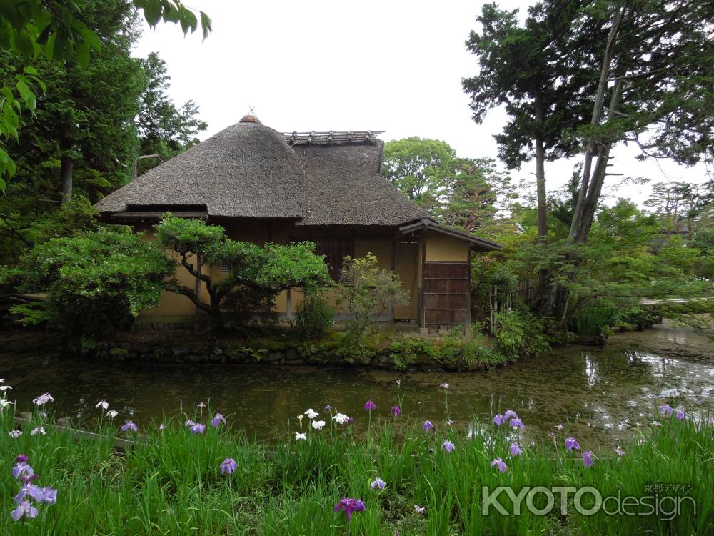 梅宮大社茶室とハナショウブ