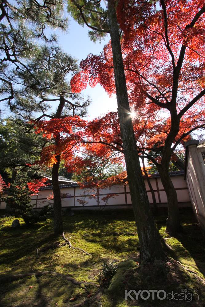 西来院参道の紅葉