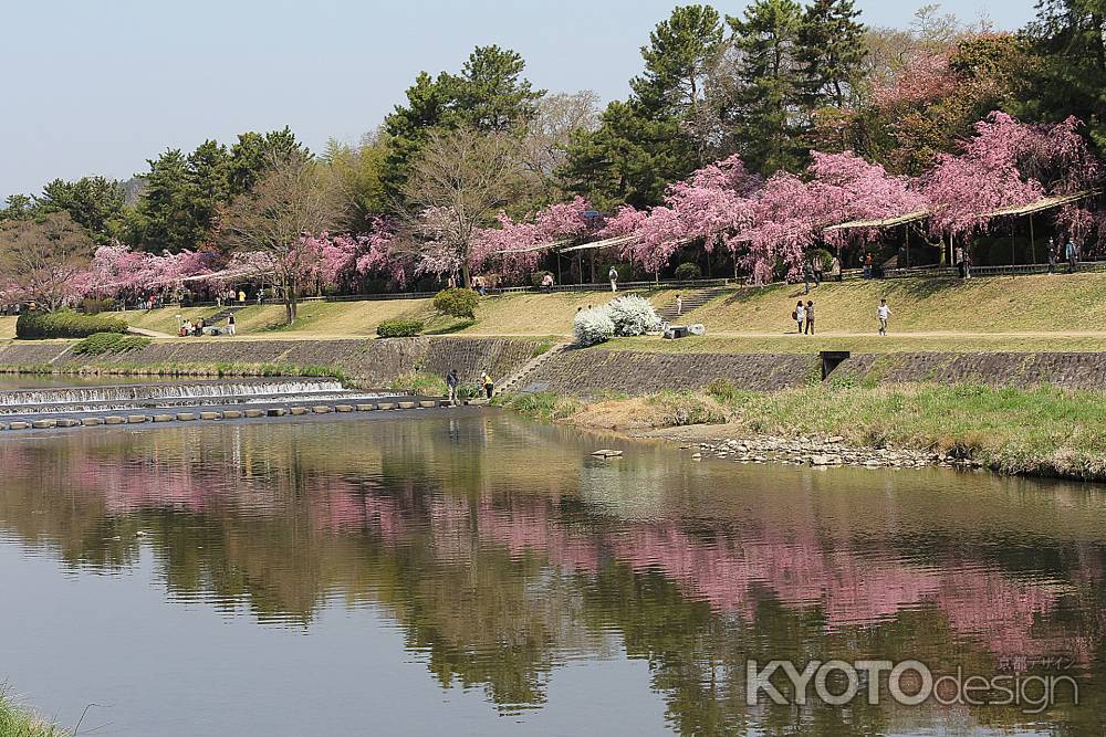 桜満開半木の道