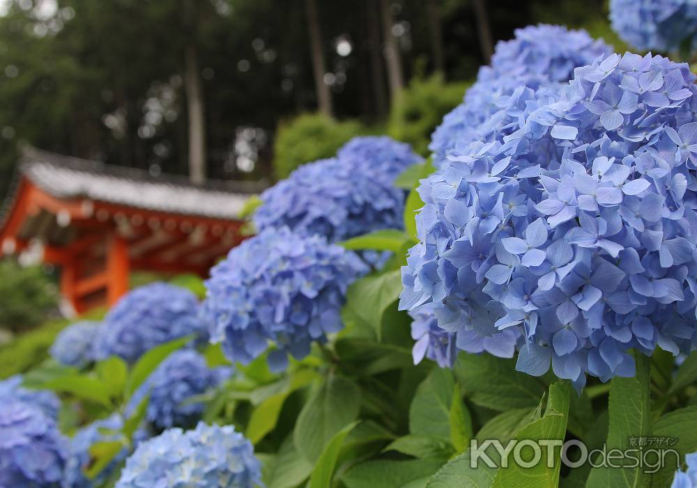 紫陽花Ⅱ