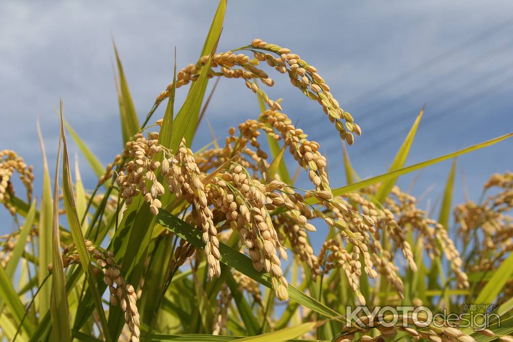実るほど頭をたれる稲穂かな