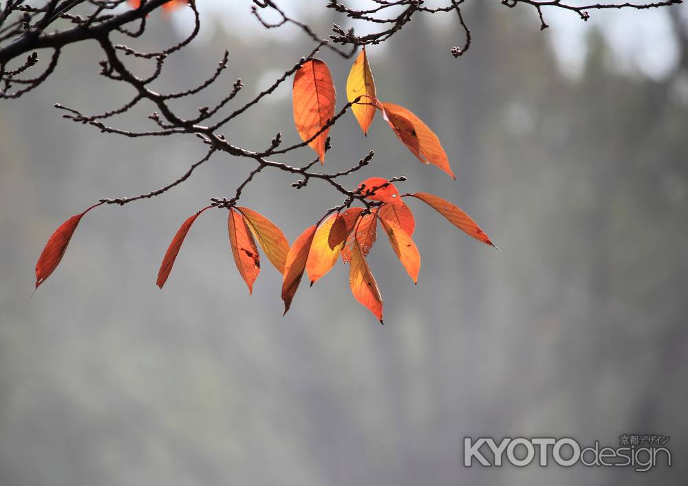 もうすぐ木枯らし