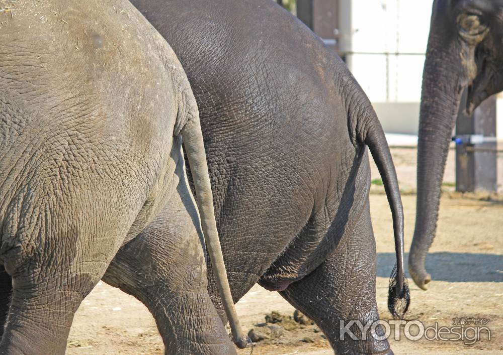 足並みそろえてゾウの行進