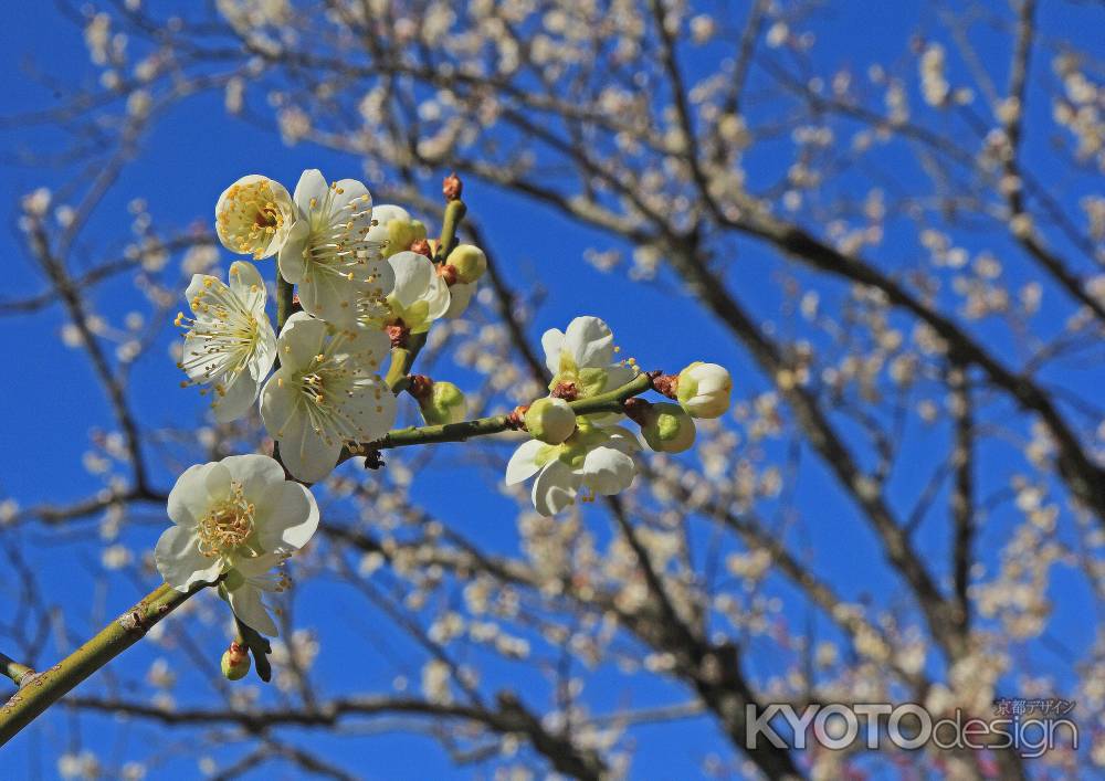 京都御苑の白梅