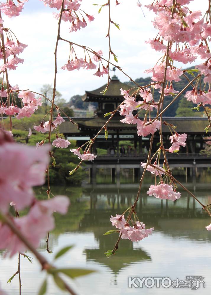 平安神宮　東神苑の栖鳳池に咲く枝垂桜