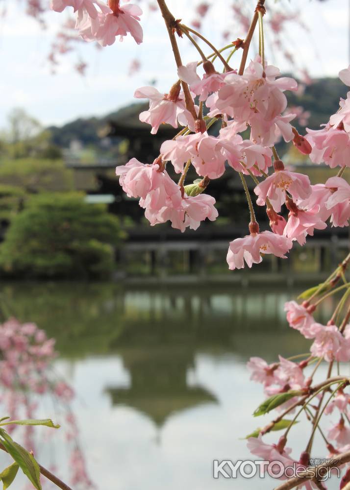 朝日を浴びて咲く紅枝垂れ