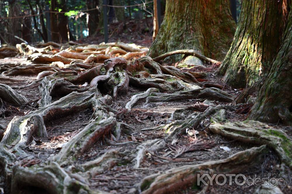 鞍馬寺の木の根道-5