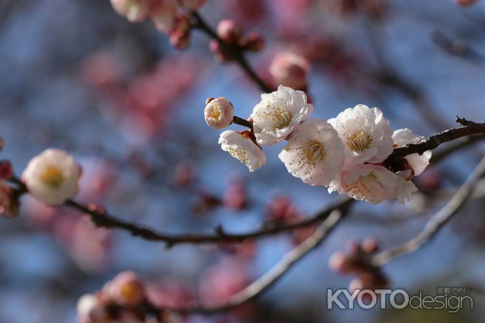 白梅　京都御苑梅林にて