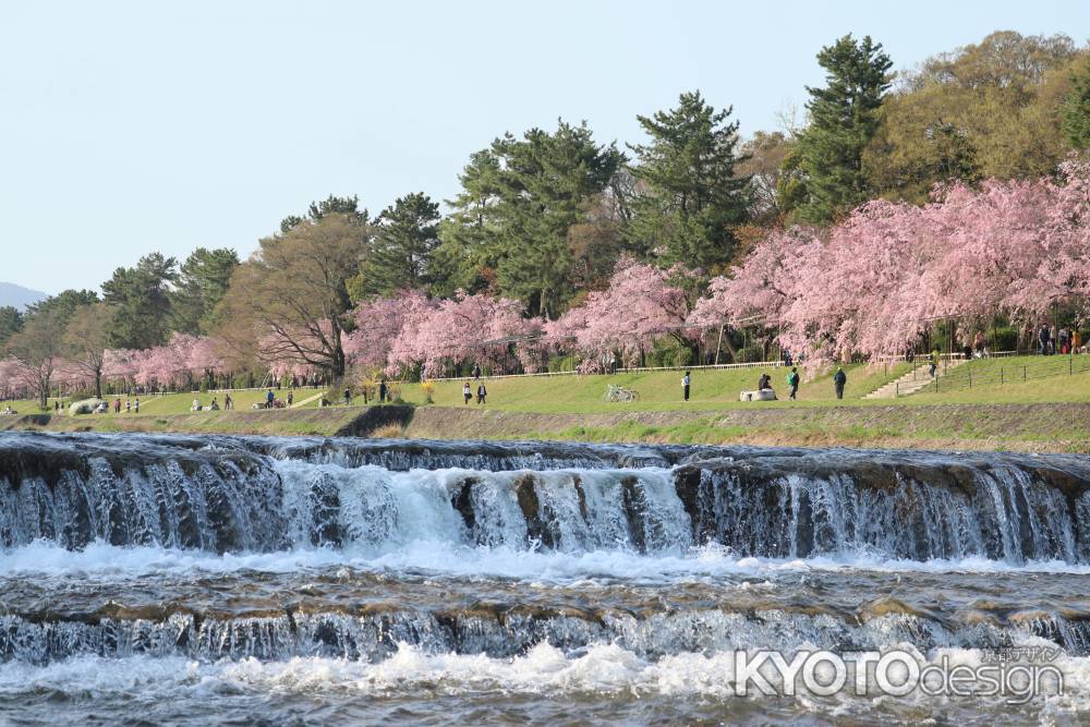 賀茂川の堰に枝垂桜咲く