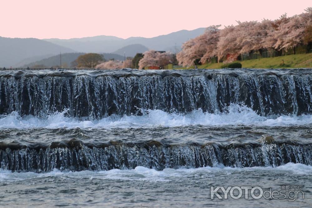 夕焼に染まる賀茂川の桜